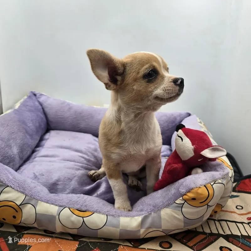 Lavender female full AKC  – Chihuahua puppy for sale in Cullowhee, NC