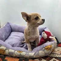 Lavender female full AKC , a female Chihuahua for sale in Cullowhee, NC – Photo 1 of 9