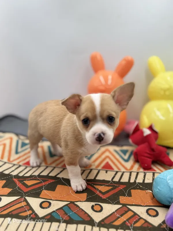 Lavender female full AKC  – Chihuahua puppy for sale in Cullowhee, NC
