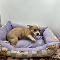 Lavender female full AKC , a female Chihuahua for sale in Cullowhee, NC – Photo 9 of 9