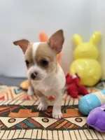 Lavender female full AKC , a female Chihuahua for sale in Cullowhee, NC – Photo 3 of 10