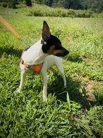  Jeffery Male # 1, a male Toy Fox Terrier for sale in Cullowhee, NC – 3 of 10