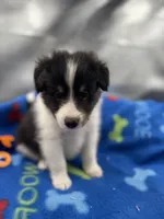 Full AKC Zina M 5, a male Shetland Sheepdog for sale in Cullowhee, NC – 10 of 10