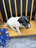 Topanga M3, a male Toy Fox Terrier for sale in Cullowhee, NC – 2 of 10