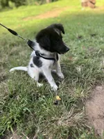Lucy male #2 full AKC , a male Shetland Sheepdog for sale in Cullowhee, NC – 8 of 10