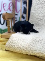 JDs black n white LC female , a female Chihuahua for sale in Cullowhee, NC – 8 of 10