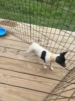 No papers Mini's Male # 1, a male Toy Fox Terrier for sale in Cullowhee, NC – 4 of 10