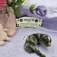 Full Akc Charlotte Blue merle female, a female Chihuahua for sale in Cullowhee, NC – 8 of 10