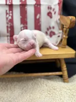 Male creme full AKC , a male Chihuahua for sale in Cullowhee, NC – 6 of 10