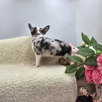 Selina female full AKC , a female Chihuahua for sale in Cullowhee, NC – 2 of 10