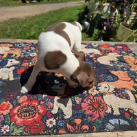 Cupcake chocolate male, a male Toy Fox Terrier for sale in Cullowhee, NC – 10 of 10