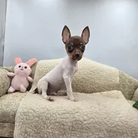 Cupcake tiny chocolate male, a male Toy Fox Terrier for sale in Cullowhee, NC – 2 of 10