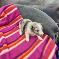 Farrah's Blue Merle Female Full AkC, a female Shetland Sheepdog for sale in Cullowhee, NC – 1 of 10