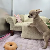 Full AKC Summer Male 1, a male Chihuahua for sale in Cullowhee, NC – 10 of 10