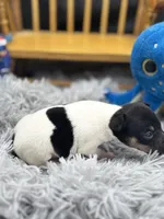 Topanga Male 2 , a male Toy Fox Terrier for sale in Cullowhee, NC – 5 of 8
