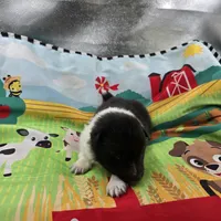 Farrah full Akc female Bi-blk, a female Shetland Sheepdog for sale in Cullowhee, NC – 5 of 10