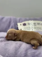 KitKat M3 Full AKC, a male Chihuahua for sale in Cullowhee, NC – Photo 3 of 10