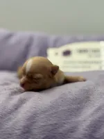 KitKat M3 Full AKC, a male Chihuahua for sale in Cullowhee, NC – Photo 8 of 10