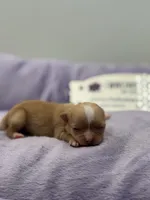 KitKat M3 Full AKC, a male Chihuahua for sale in Cullowhee, NC – Photo 1 of 10