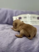 KitKat M3 Full AKC, a male Chihuahua for sale in Cullowhee, NC – Photo 2 of 10