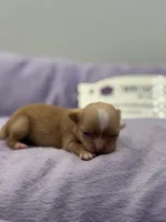 KitKat M3 Full AKC, a male Chihuahua for sale in Cullowhee, NC – Photo 7 of 10