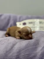 KitKat M3 Full AKC, a male Chihuahua for sale in Cullowhee, NC – Photo 10 of 10