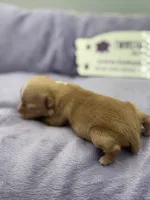 KitKat M3 Full AKC, a male Chihuahua for sale in Cullowhee, NC – Photo 6 of 10