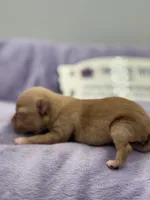 KitKat M3 Full AKC, a male Chihuahua for sale in Cullowhee, NC – Photo 4 of 10