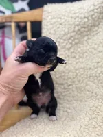 JDs black n white LC female , a female Chihuahua for sale in Cullowhee, NC – 7 of 10