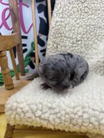 JDs Blue Merle LC Full AKC , a female Chihuahua for sale in Cullowhee, NC – 8 of 10