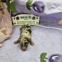 Full AKC Dixie's Chocolate Merle, a male Chihuahua for sale in Cullowhee, NC – 1 of 9