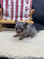 JDs Blue Merle LC Full AKC , a female Chihuahua for sale in Cullowhee, NC – 8 of 10