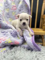 North crème female AKC , a female Chihuahua for sale in Cullowhee, NC – 4 of 10