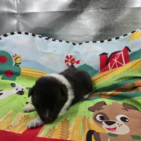 Farrah full Akc female Bi-blk, a female Shetland Sheepdog for sale in Cullowhee, NC – 4 of 10