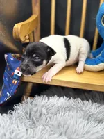 Topanga Male 2 , a male Toy Fox Terrier for sale in Cullowhee, NC – 6 of 8