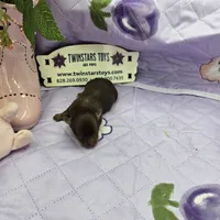 Full Akc Dixie's Chocolate male, a male Chihuahua for sale in Cullowhee, NC – 7 of 10