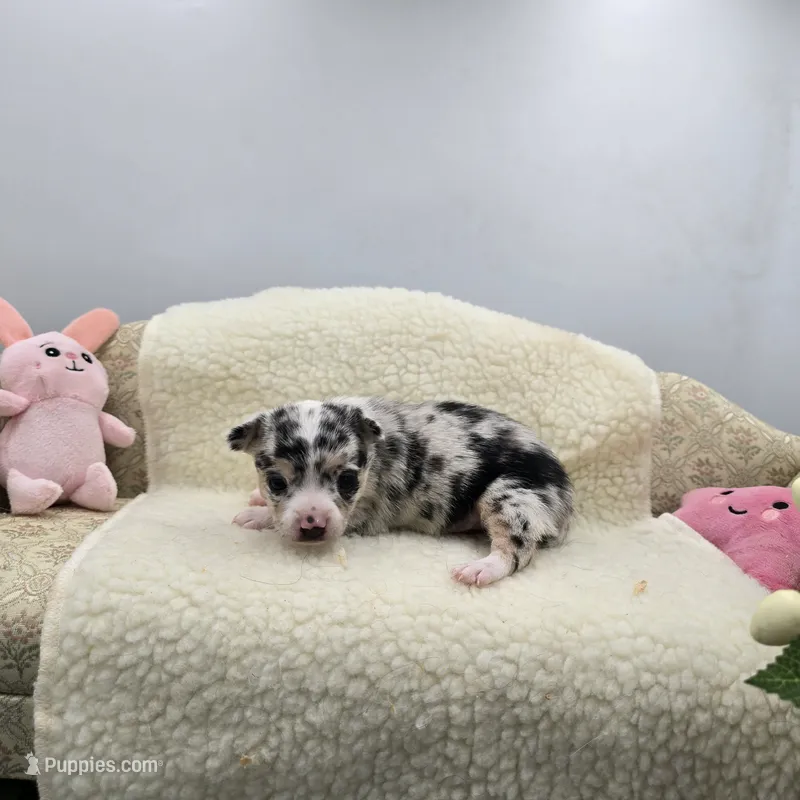 Selina female full AKC  – Chihuahua puppy for sale in Cullowhee, NC