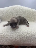 Full AKC Summer Male 1, a male Chihuahua for sale in Cullowhee, NC – 10 of 10