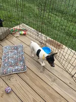 No papers Mini's Male # 1, a male Toy Fox Terrier for sale in Cullowhee, NC – 3 of 10