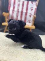 Janice black n white LC female , a female Chihuahua for sale in Cullowhee, NC – 6 of 10