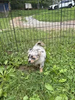 Full AKC Lilly Female , a female Chihuahua for sale in Cullowhee, NC – 10 of 10
