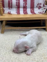 Male creme full AKC , a male Chihuahua for sale in Cullowhee, NC – 10 of 10