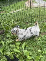Full AKC Lilly Female , a female Chihuahua for sale in Cullowhee, NC – 9 of 10
