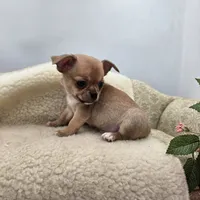 Zoey Full Akc male, a male Chihuahua for sale in Cullowhee, NC – 4 of 10