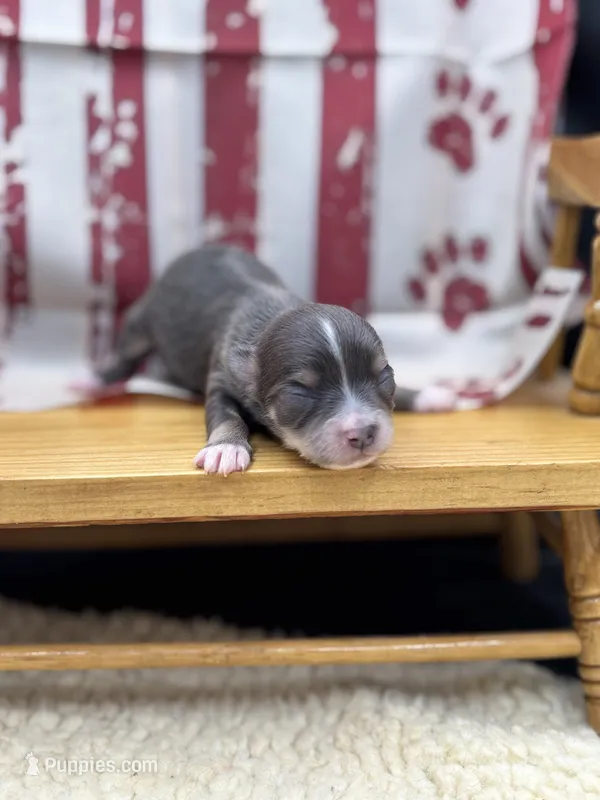 Freyas female full AKC  – Chihuahua puppy for sale in Cullowhee, NC