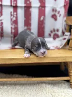 Blue and tan female full AKC , a female Chihuahua for sale in Cullowhee, NC – 5 of 10