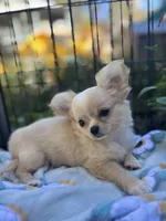 Precious Full Akc Champion sired female, a female Chihuahua for sale in Cullowhee, NC – 4 of 10