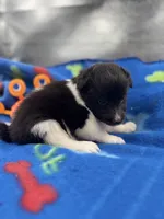 Lucy male black and white full AKC , a male Shetland Sheepdog for sale in Cullowhee, NC – 10 of 10