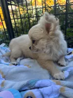 Precious Full Akc Champion sired female, a female Chihuahua for sale in Cullowhee, NC – 3 of 10