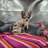 River male full AKC , a male Chihuahua for sale in Cullowhee, NC – 3 of 10